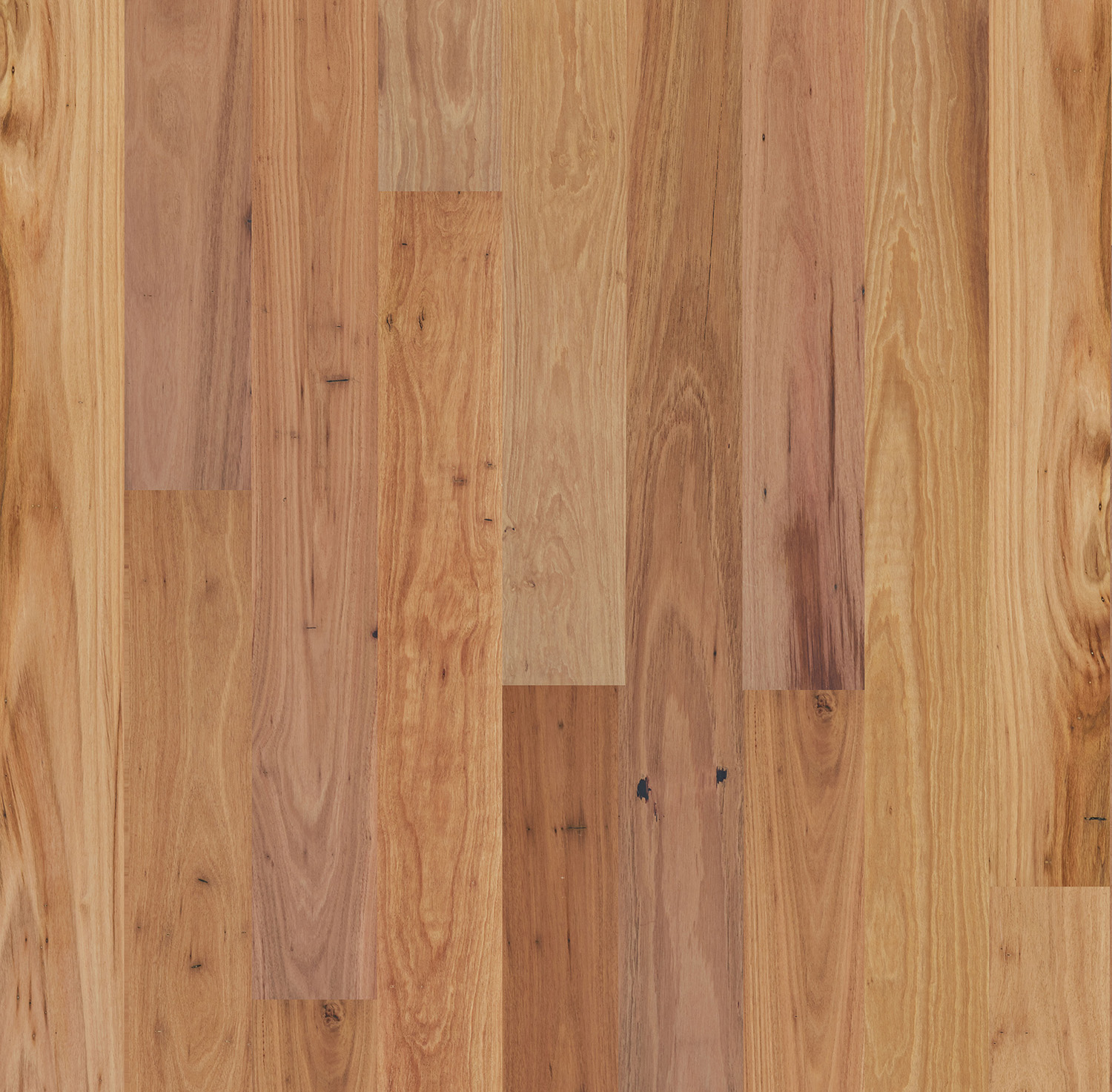 Eucalypt Collection